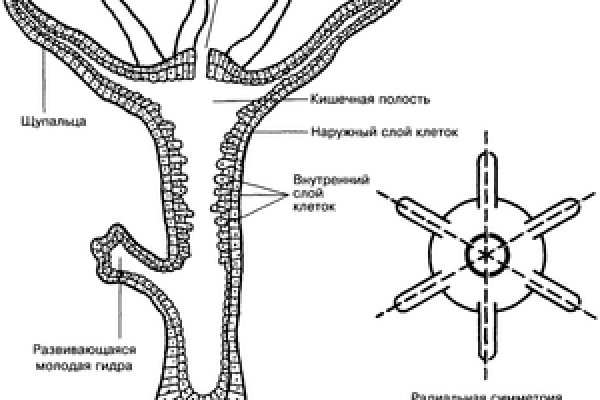 Что за приложение кракен