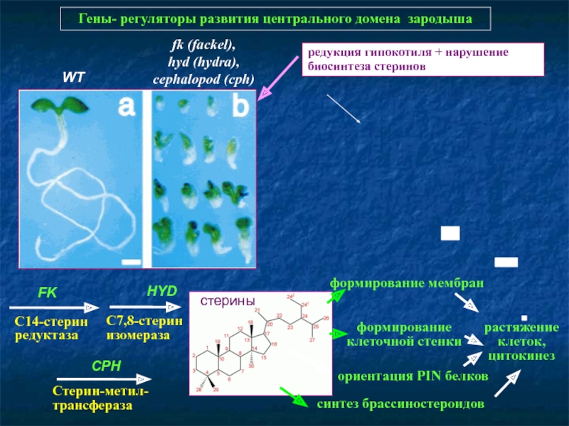 Вывести деньги с кракена