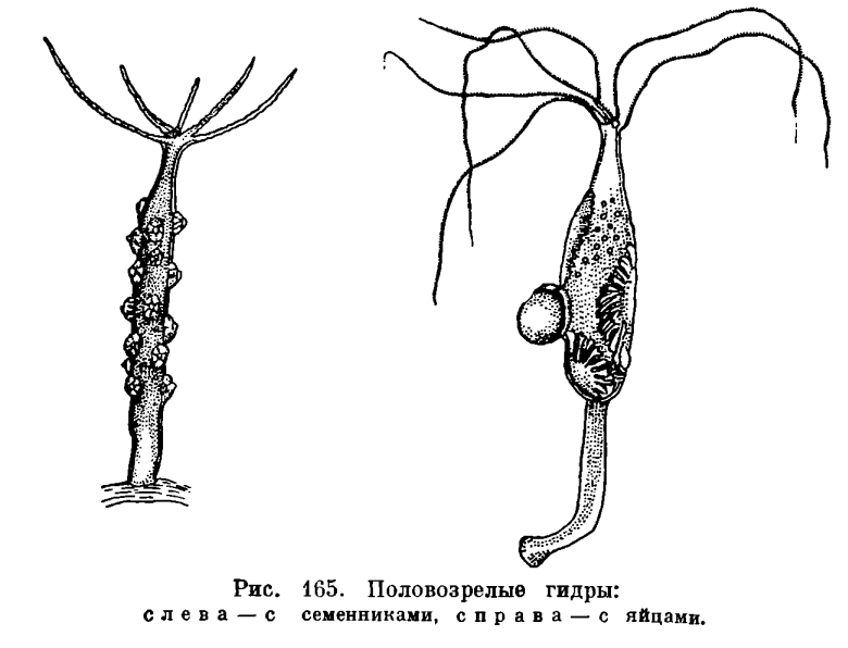 Кракен что за сайт